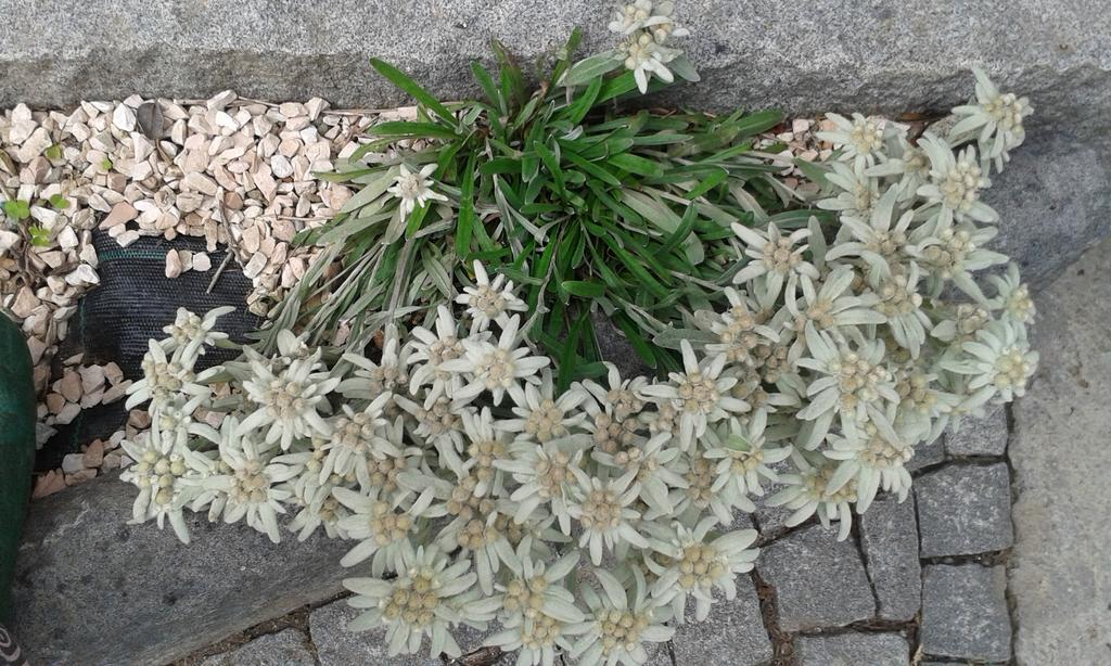 La Stella Delle Alpi Ξενοδοχείο Vico Canavese Εξωτερικό φωτογραφία